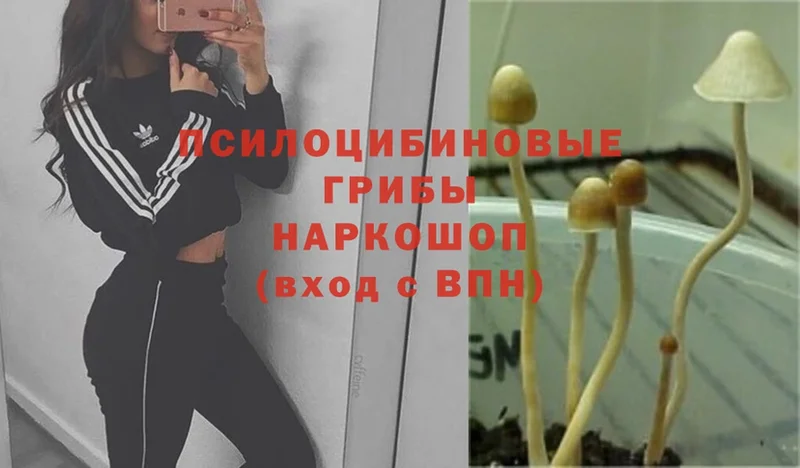 Псилоцибиновые грибы MAGIC MUSHROOMS  это как зайти  Гаврилов Посад 